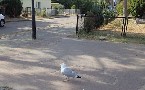 kliknij, aby zobaczy powikszenie