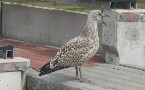 kliknij, aby zobaczy powikszenie